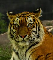 Sibirischer Tiger Bart.