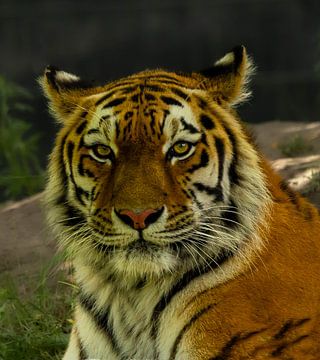 Siberische tijger Bart. van Wouter Van der Zwan