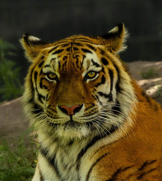 Sibirischer Tiger Bart. von Wouter Van der Zwan