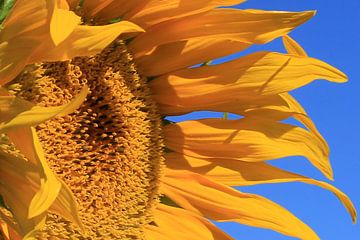 Die Sonnenblume von Cornelis (Cees) Cornelissen