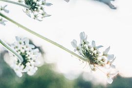 Close-up of a hogweed by ElkeS Fotografie
