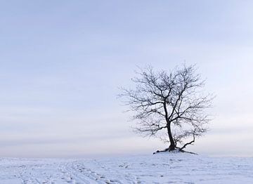 Arbre dans la neige dans le parc national des Dunes de Loonse et Drunense sur Judith Spanbroek-van den Broek
