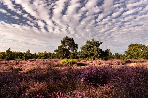 Paarse heide met  bomen en mooie lucht op de leenderheide in Noord Brabant