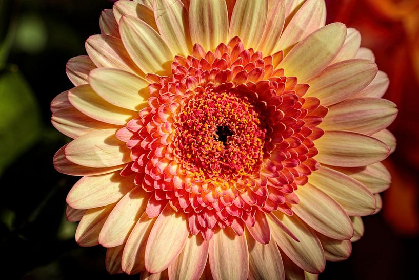 Gerbera by Rob Boon