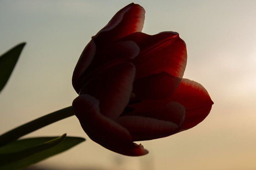Tulp. van Kathy Orbie