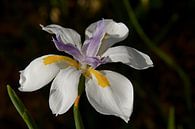 Iris bloem von Arne Hendriks Miniaturansicht