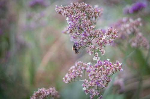 Blumen und Bienen