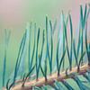 Macro foto van een denneboom.  van Robert Wiggers