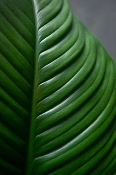 Green leaf by Ellis Peeters