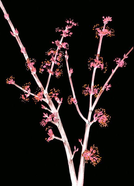 Japanse kers van FRESH Fine Art