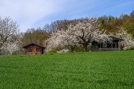 Frühlingslandschaft mit blühenden Kirschbäumen von ManfredFotos