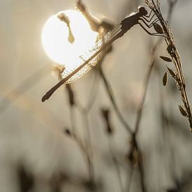 Zonsondergang van Esther van Dijk