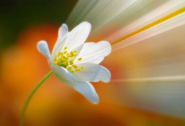 Flower Power (Bosanemone mit Strahlen) von Caroline Lichthart