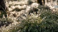 Bevroren gras van Marije Zuidweg thumbnail