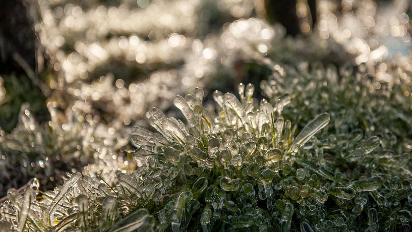 Bevroren gras van Marije Zuidweg