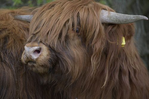 Schotse hooglanders
