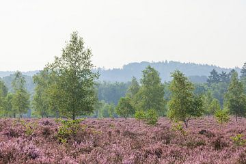 Heidelandschap met ochtendmist, Heiedebloesem, Niederhaverbeck, Lüneburger Heide-natuurpark, Nedersa
