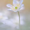 A moment of natural bliss: a tiny flowering wood anemone by Moetwil en van Dijk - Fotografie