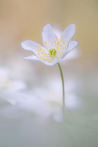 A moment of natural bliss: a tiny flowering wood anemone