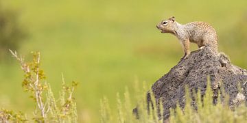 Hello Do you hear me?  Calling ground squirrel. by Kris Hermans