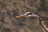 Heron in Focus