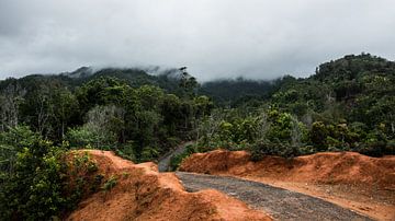 Ambon - Bos van Maurice Weststrate