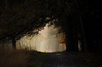 Path towards the light