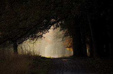 Pad naar het licht van Hans Peter Debets