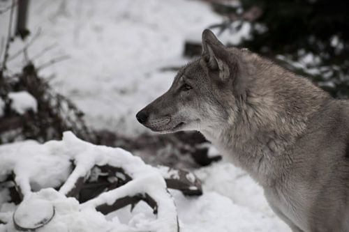 Kop van een wolf in profiel, close-up tegen de achtergrond van een verlaten wiel van een paardenkoet