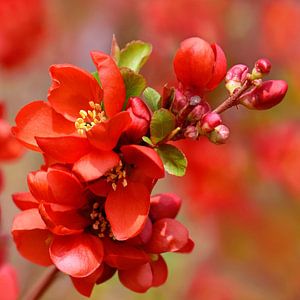 Frühlingsblüte