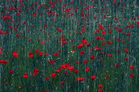 A meadow covered with bright red poppies. by tim eshuis thumbnail