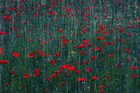 A meadow covered with bright red poppies.