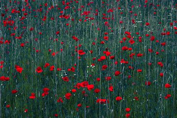 A meadow covered with bright red poppies. by tim eshuis