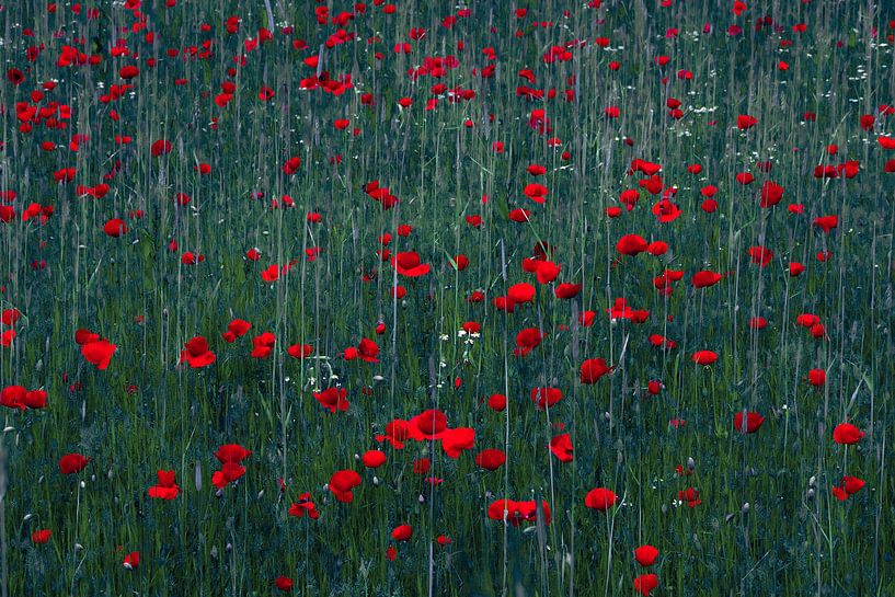 A meadow covered with bright red poppies. by tim eshuis