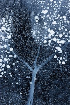 Winter Blossom, Mei Xu by 1x