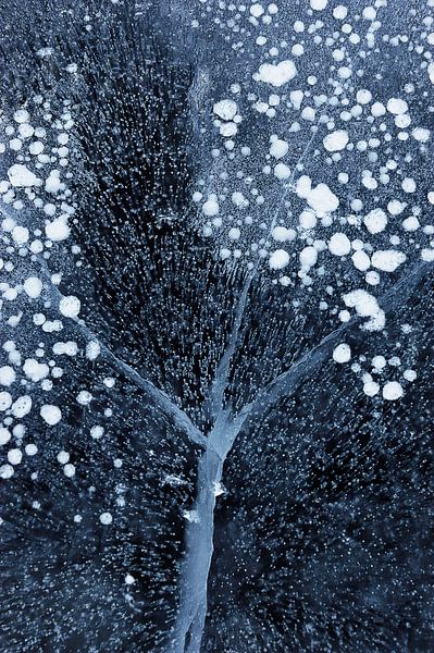 Winter Blossom by Mei Xu