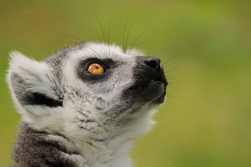 The gaze of the ring-tailed lemur