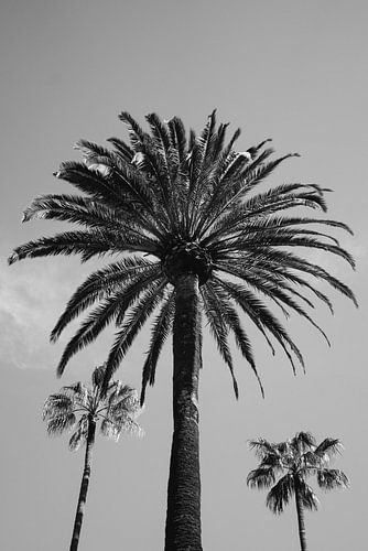 Beverly Hills Sky III