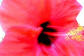 BLUMENTRÄUME 23 von Miroslav Ptacek