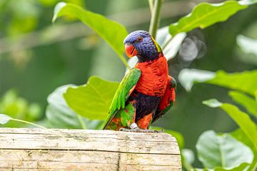 kleurrijke papegaaiachtige van Cindy van der Sluijs
