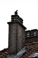 Pigeon2 / duif 2
