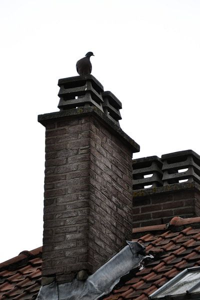 Pigeon2 / duif 2 by melissa demeunier