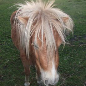 Pony, paard, horse,  by Yvonne de Waal Malefijt