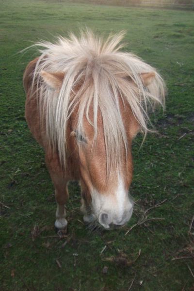 Pony, paard, horse,  by Yvonne de Waal Malefijt