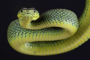 Vipère arboricole de Nitsche (Atheris nitschei)