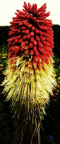 Belfast Flower