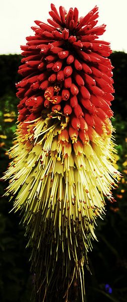 Belfast Flower (bloem) par STRAATFOTOMAKER .