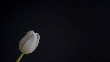 Stilleven met een witte tulp