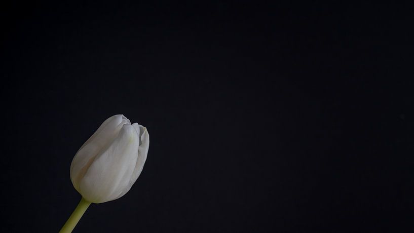 Stilleben mit einer weißen Tulpe von John van de Gazelle fotografie