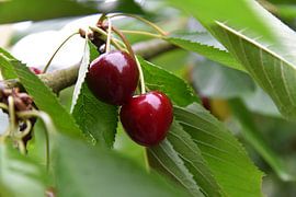 Red cherries